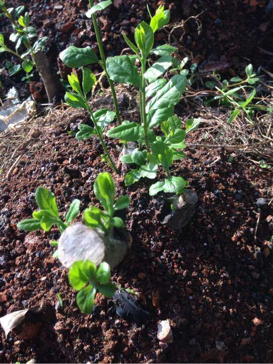 纯煤渣种老鸦柿柿下山桩 爆芽了 图片