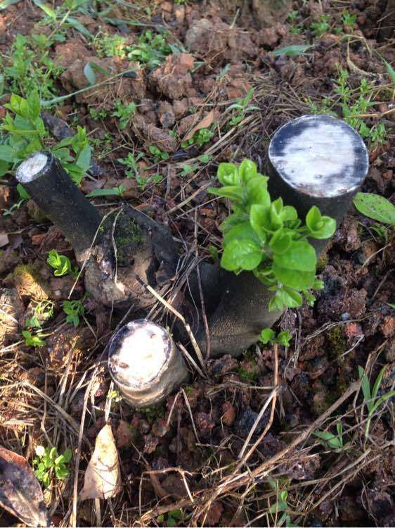 纯煤渣种老鸦柿柿下山桩 爆芽了 图片