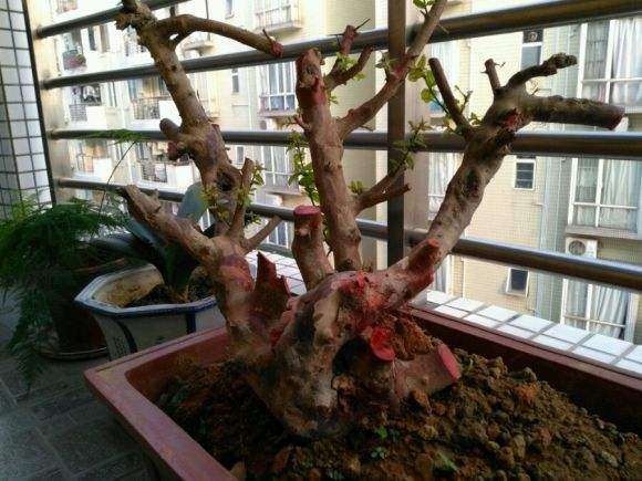 雀梅下山桩生桩套袋起霉斑