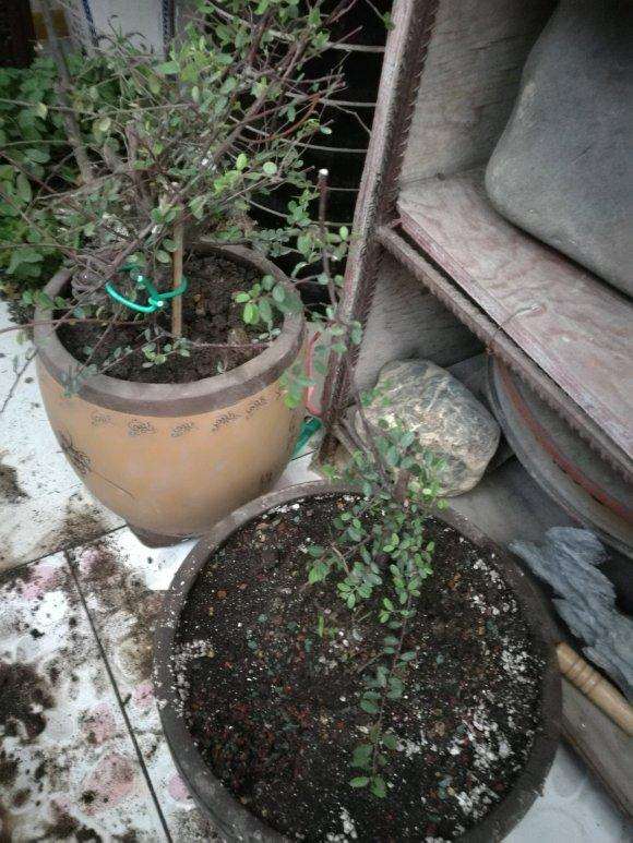 铁包金下山桩用的煤渣和营养土