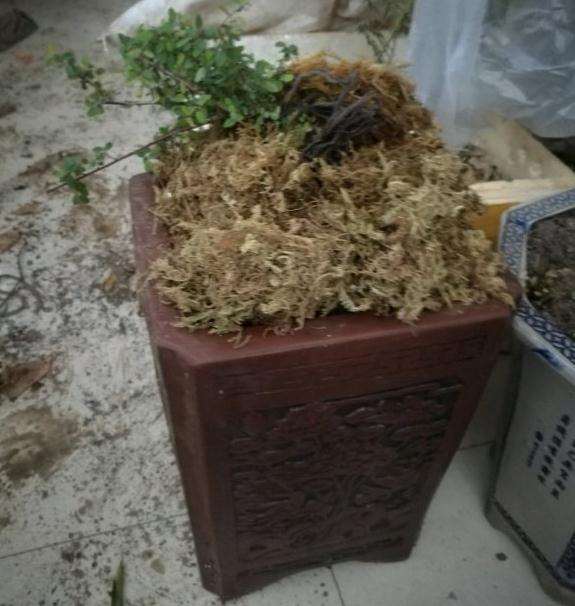 铁包金下山桩用的煤渣和营养土