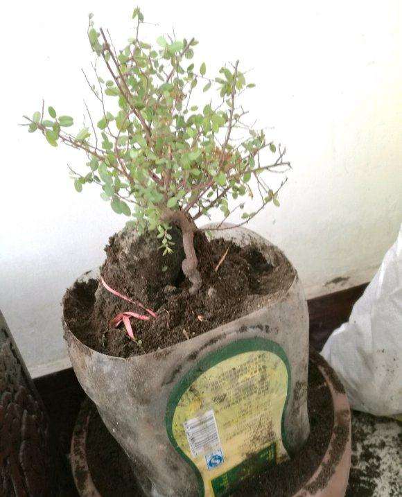 铁包金下山桩用的煤渣和营养土