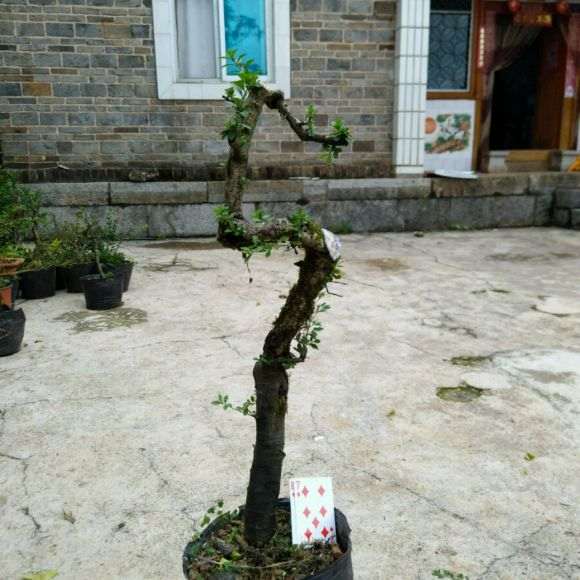 纯蜂窝煤渣养铁马鞭下山桩