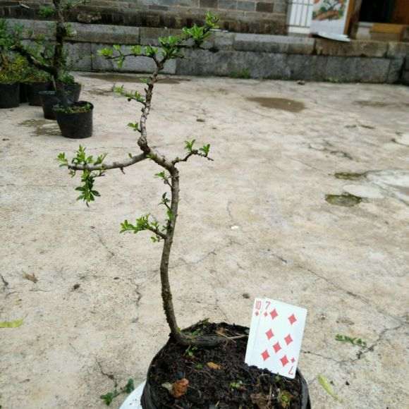 纯蜂窝煤渣养铁马鞭下山桩