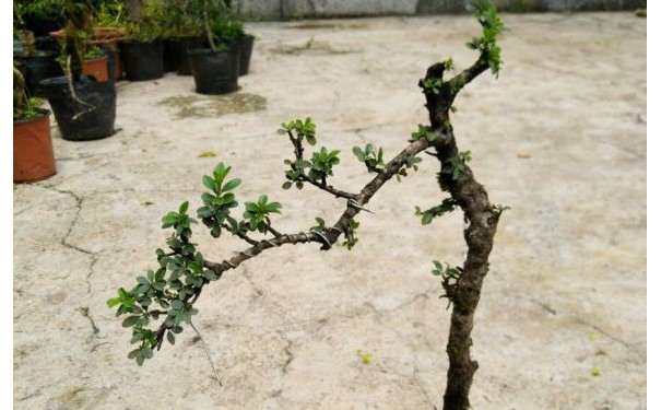 纯蜂窝煤渣养铁马鞭下山桩