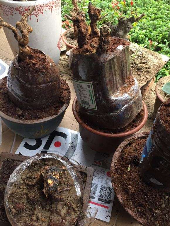 枸杞下山桩用的营养土和椰糠