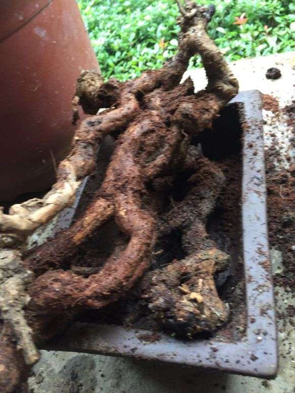 枸杞下山桩用的营养土和椰糠
