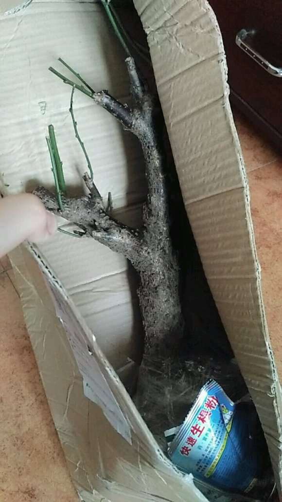 梅花下山桩怎么配土  