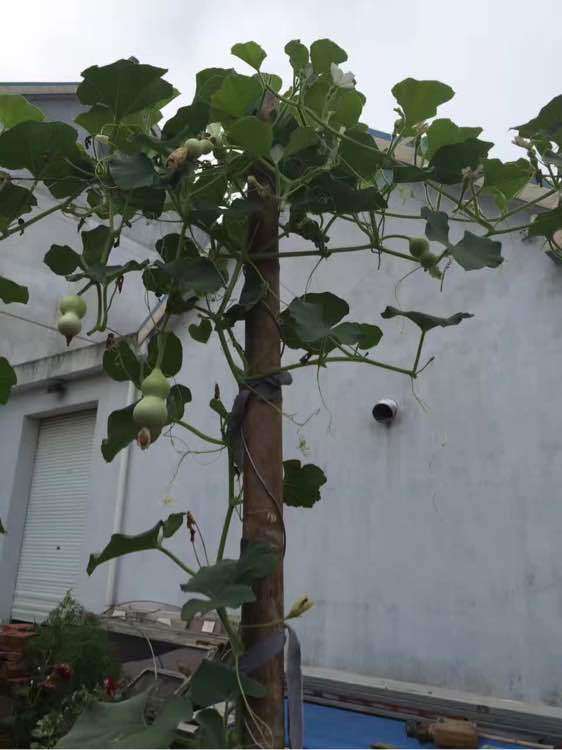 刚买的金弹子下山桩怎么处理好