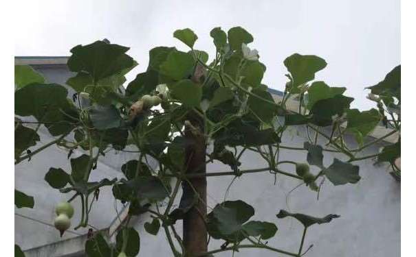 刚买的金弹子下山桩怎么处理好