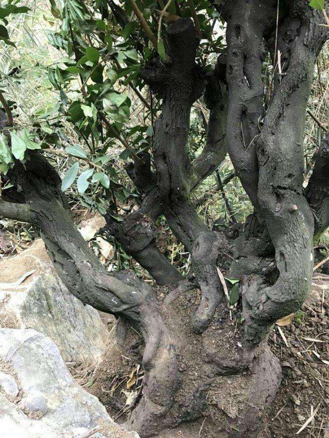 怎么地栽金弹子下山桩的方法