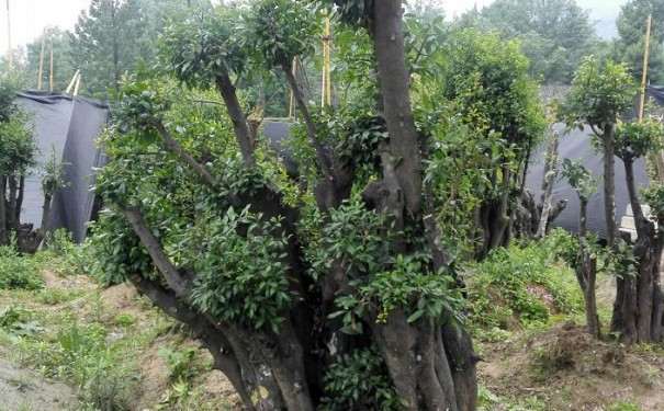 怎么地栽金弹子下山桩的方法