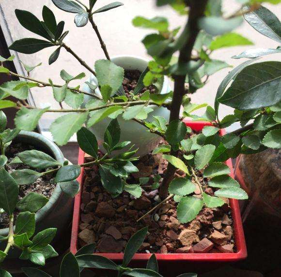 风化石个种老鸦柿下山桩