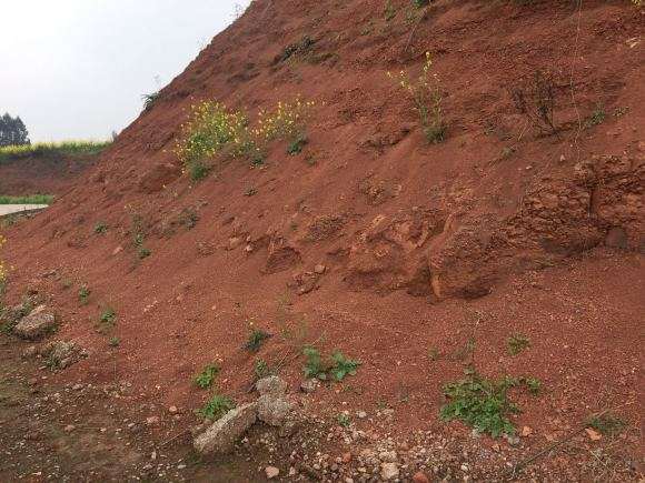 为什么风化石栽金弹子下山桩