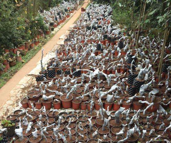 为什么风化石栽金弹子下山桩