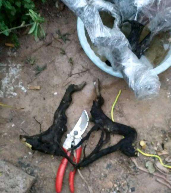 梅花下山桩生桩 买来后如何养