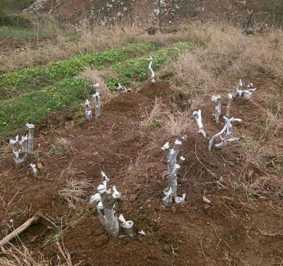 梅花下山桩生桩 买来后如何养