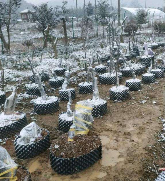 梅花下山桩生桩 买来后如何养