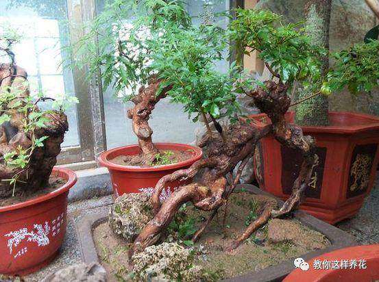 下山桩怎么栽种上盆的7个步骤