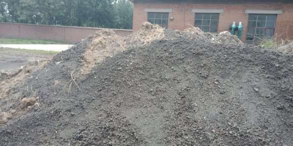 锅炉煤渣种植老鸦柿下山桩