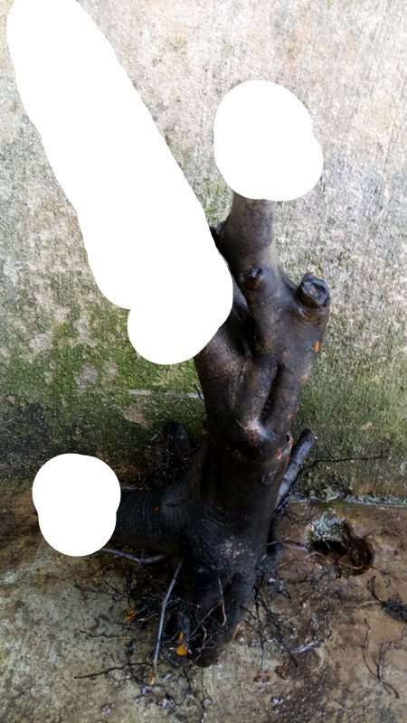 老鸦柿下山桩生桩种前怎么处理