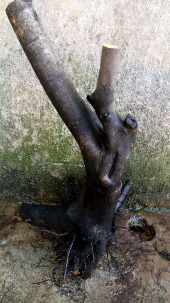 老鸦柿下山桩生桩种前怎么处理