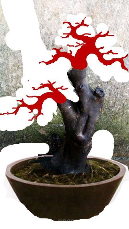 老鸦柿下山桩生桩种前怎么处理