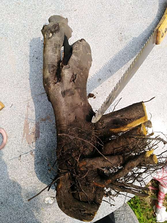 老鸦柿下山桩生桩种前怎么处理