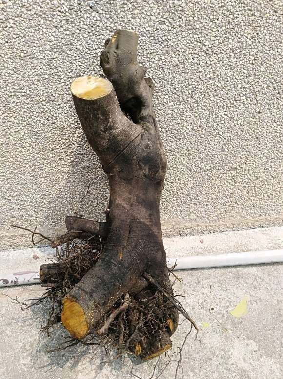 老鸦柿下山桩生桩种前怎么处理