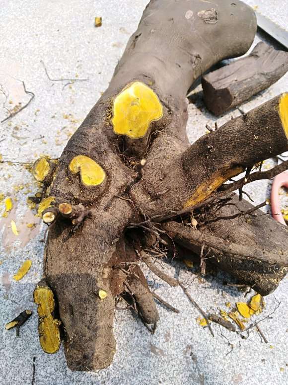 老鸦柿下山桩生桩种前怎么处理