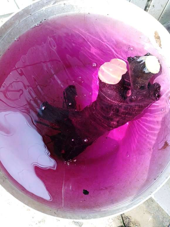 老鸦柿下山桩生桩种前怎么处理