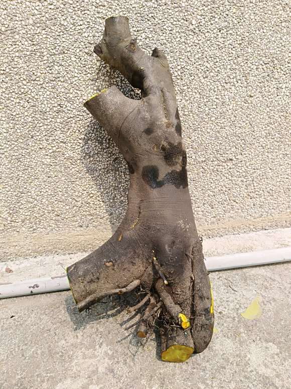 老鸦柿下山桩生桩种前怎么处理