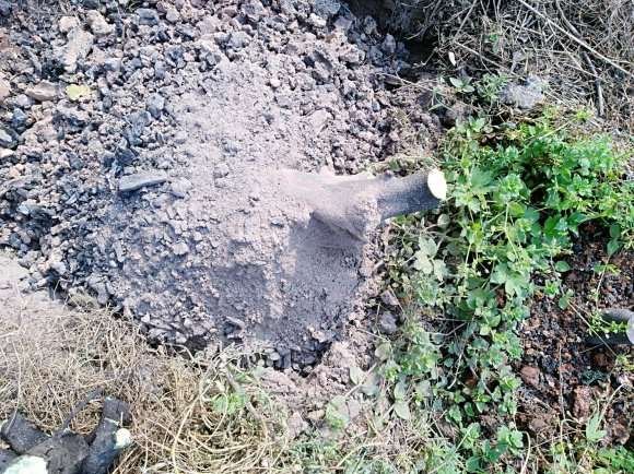 老鸦柿下山桩生桩种前怎么处理