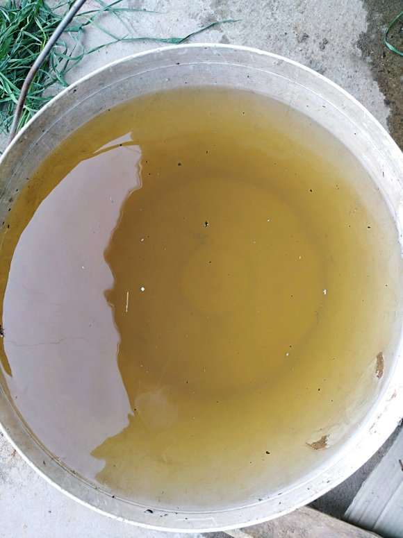 老鸦柿下山桩生桩种前怎么处理