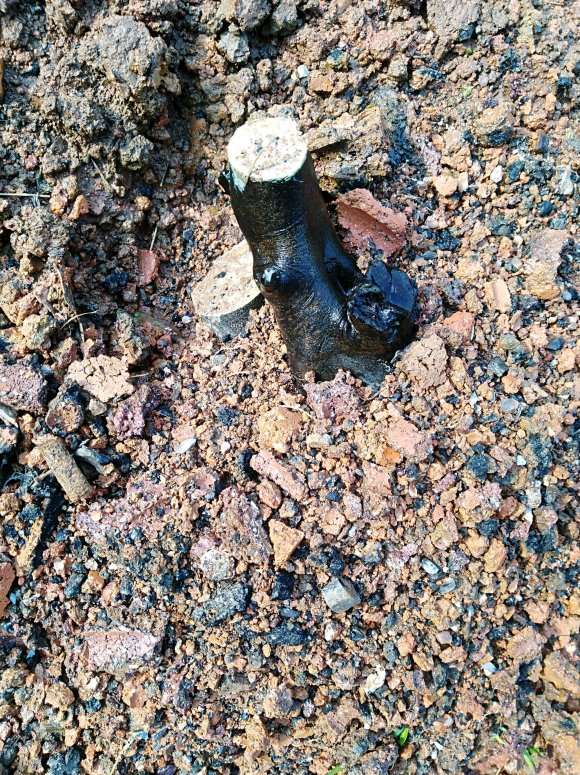 老鸦柿下山桩生桩种前怎么处理