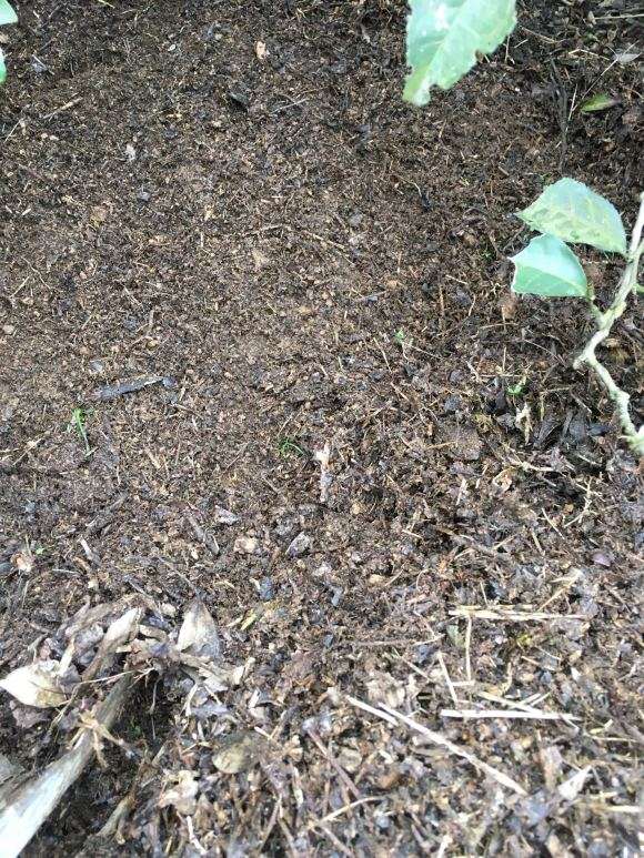 茶叶腐烂土可以种植金弹子下山桩吗