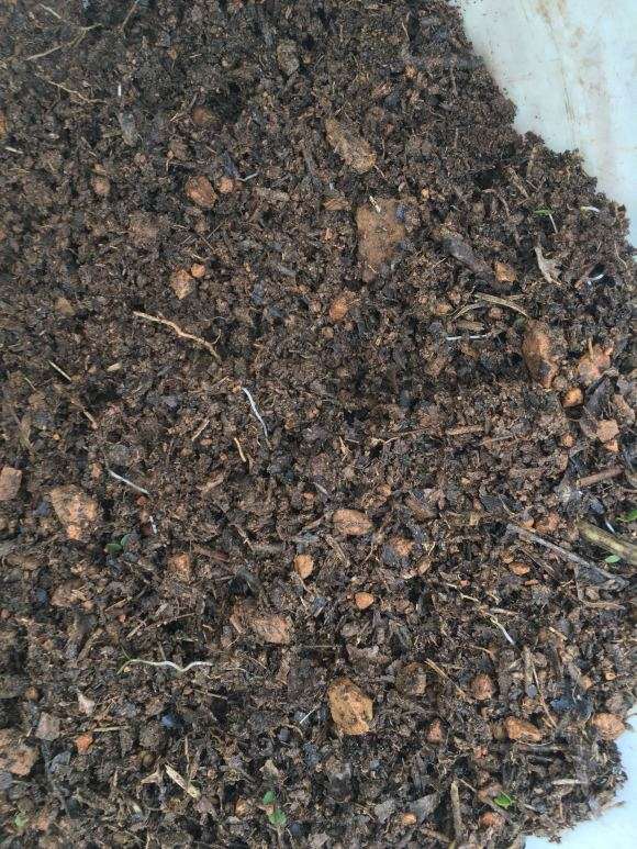 茶叶腐烂土可以种植金弹子下山桩吗