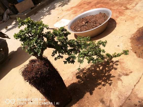 铁马鞭盆景怎么换土修根上盆的方法