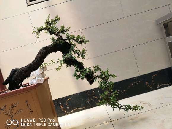 铁马鞭盆景怎么换土修根上盆的方法