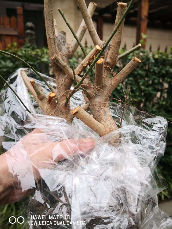 梅花下山桩用腐叶土
