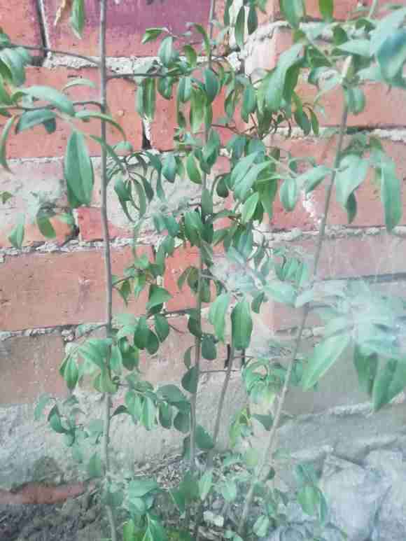 金弹子下山桩叶片没光泽