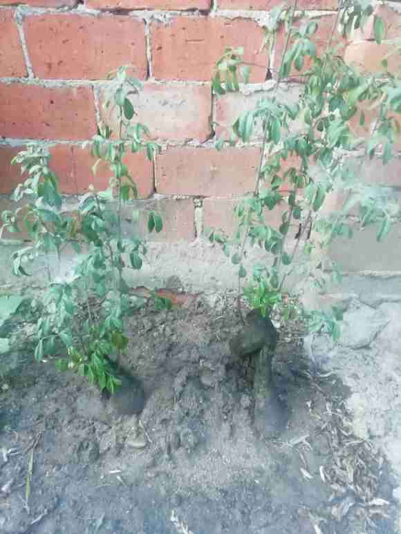 金弹子下山桩叶片没光泽