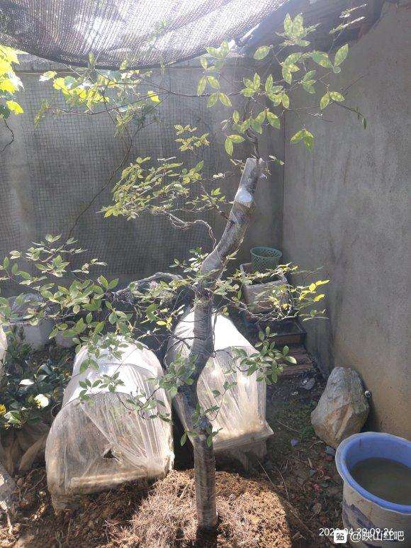 映山红下山桩怎么用无菌沙土打高围