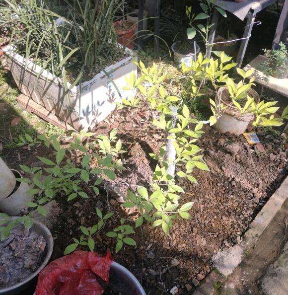 映山红下山桩怎么用无菌沙土打高围