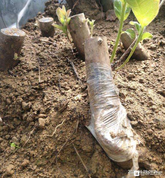 映山红下山桩怎么用无菌沙土打高围