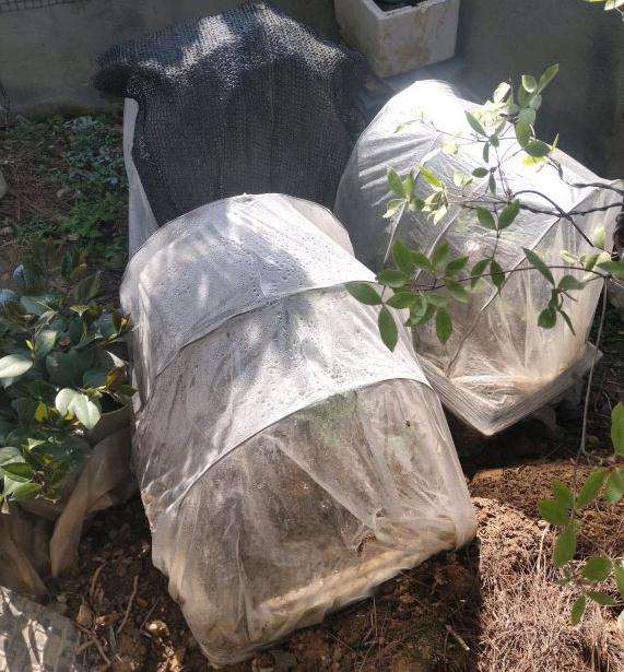 映山红下山桩怎么用无菌沙土打高围