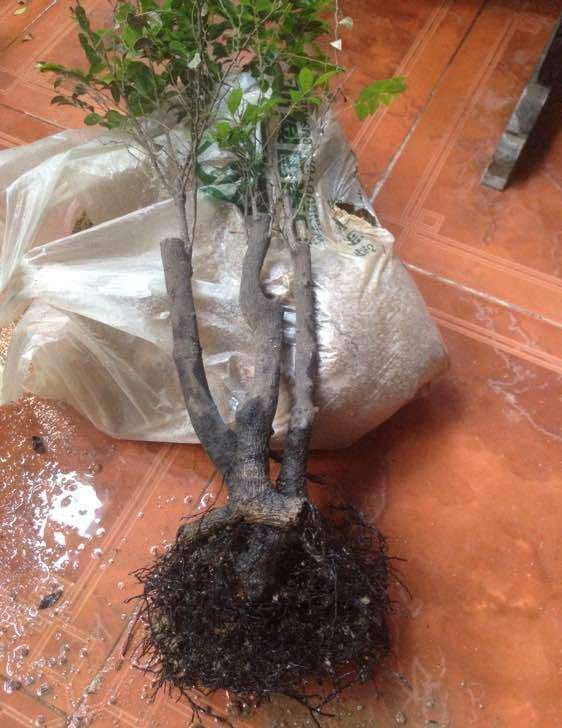 河南黑骨茶下山桩应用什么土