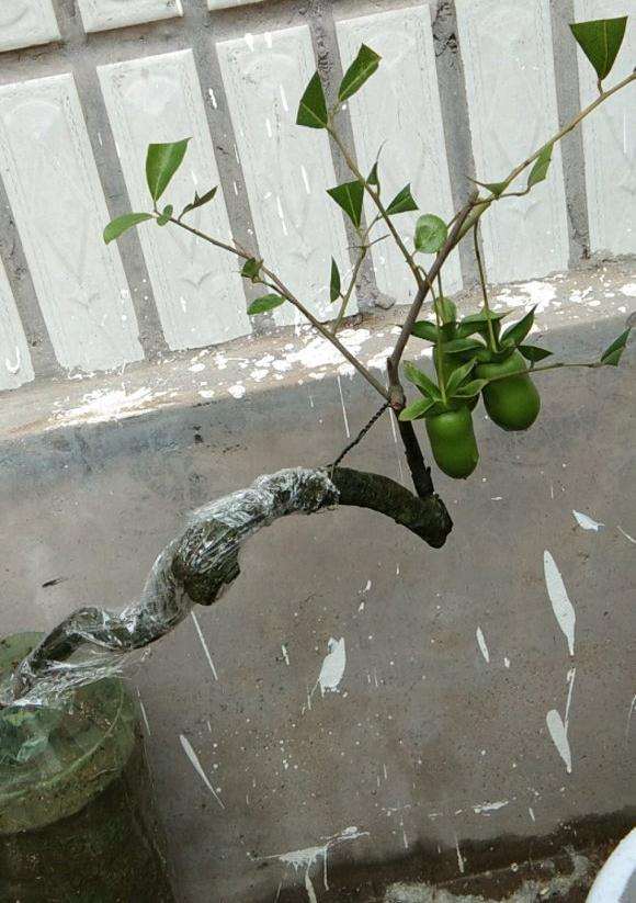 金弹子下山桩 十天半月的不见芽