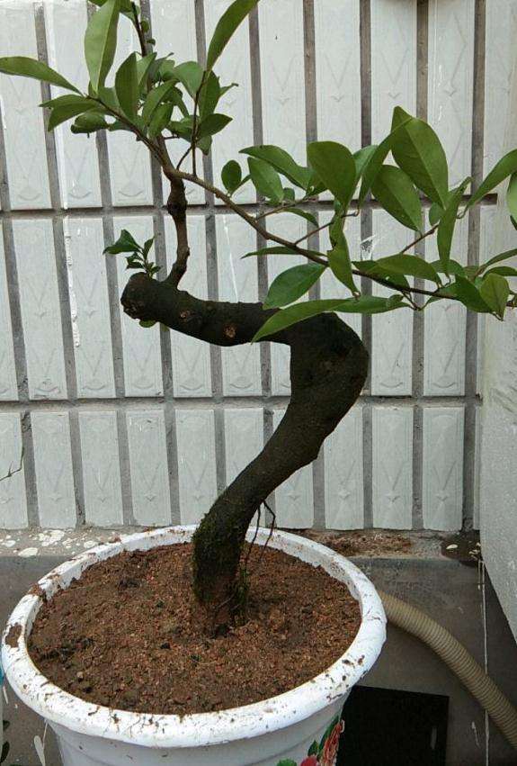 金弹子下山桩 十天半月的不见芽