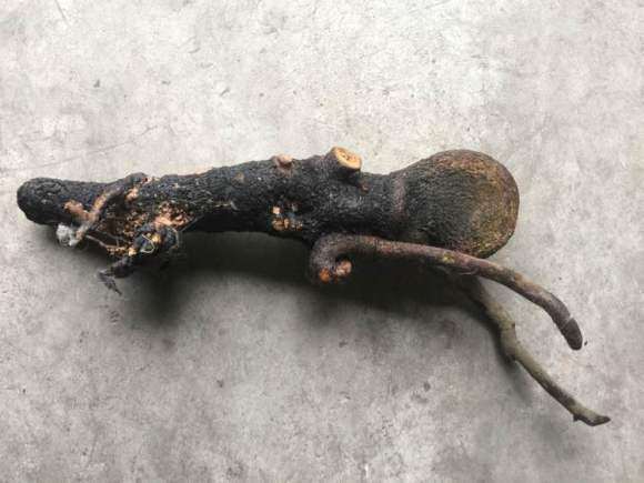为什么金弹子下山桩要多菌灵消毒